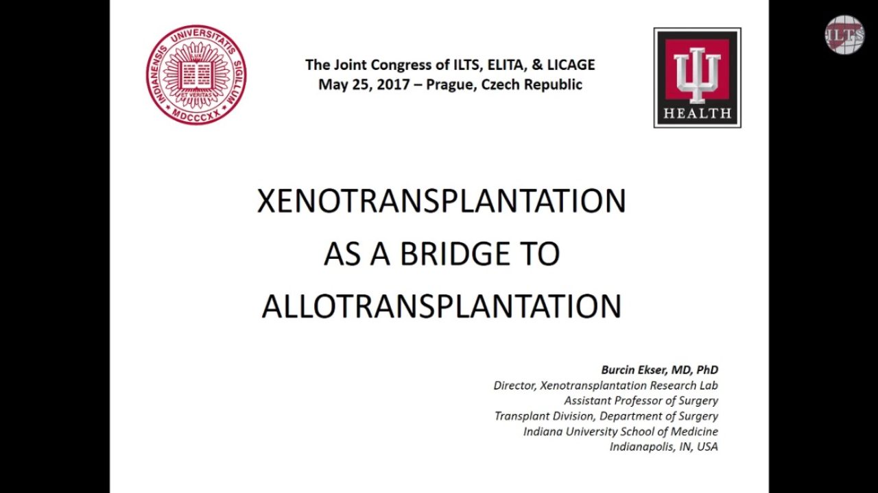 What’s new in basic science? Xenotransplantation as bridge to allo